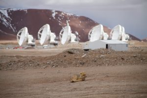 ALMA antennas and an Andean fox