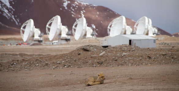 ALMA antennas and an Andean fox