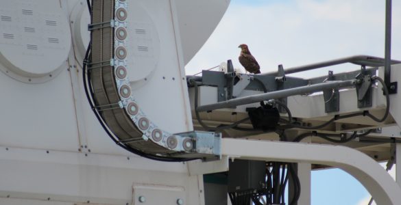 Golden Eagle on a VLA antenna