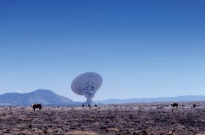 VLA Antenna and cattle