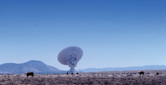 VLA Antenna and cattle