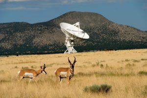 Pronghorns and VLA antenna